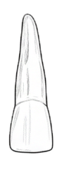 Dente 51