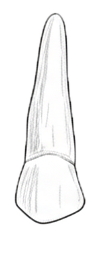 Dente 52