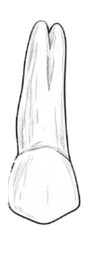 Dente 53