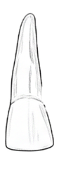 Dente 61