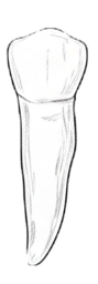 Dente 72