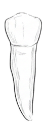 Dente 82