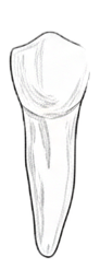 Dente 83