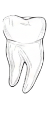 Dente 84