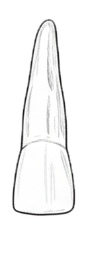 Dente 22