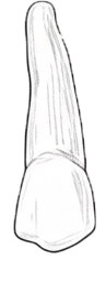 Dente 23