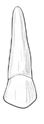 Dente 25