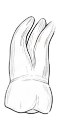 Dente 26