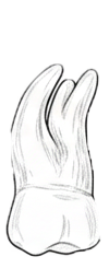Dente 27