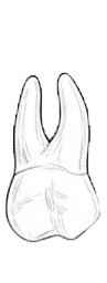 Dente 28