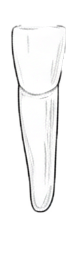 Dente 31