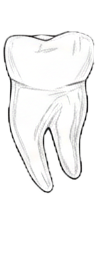 Dente 37