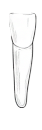 Dente 41