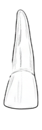 Dente 11