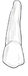 Dente 13