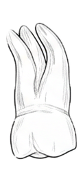 Dente 16