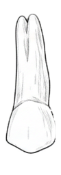 Dente 24