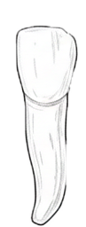 Dente 33