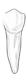 Dente 35