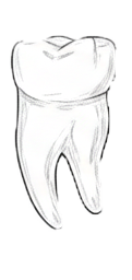 Dente 36