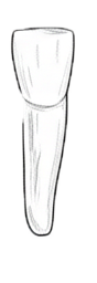 Dente 42