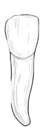 Dente 43