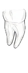 Dente 48